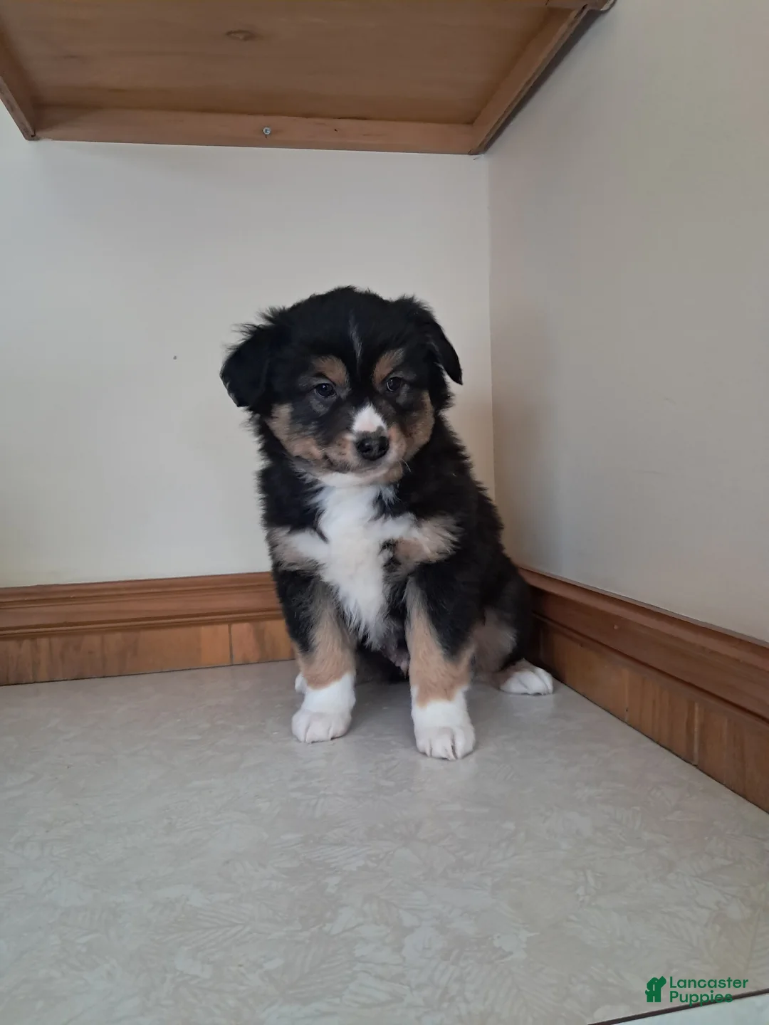 Miniature Australian Shepherd dogs for sale: Miniature Australian Shepherd Puppy 1 - Ad 1