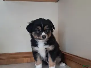 Miniature Australian Shepherd dogs for sale: Miniature Australian Shepherd Puppy 1 - Ad 1