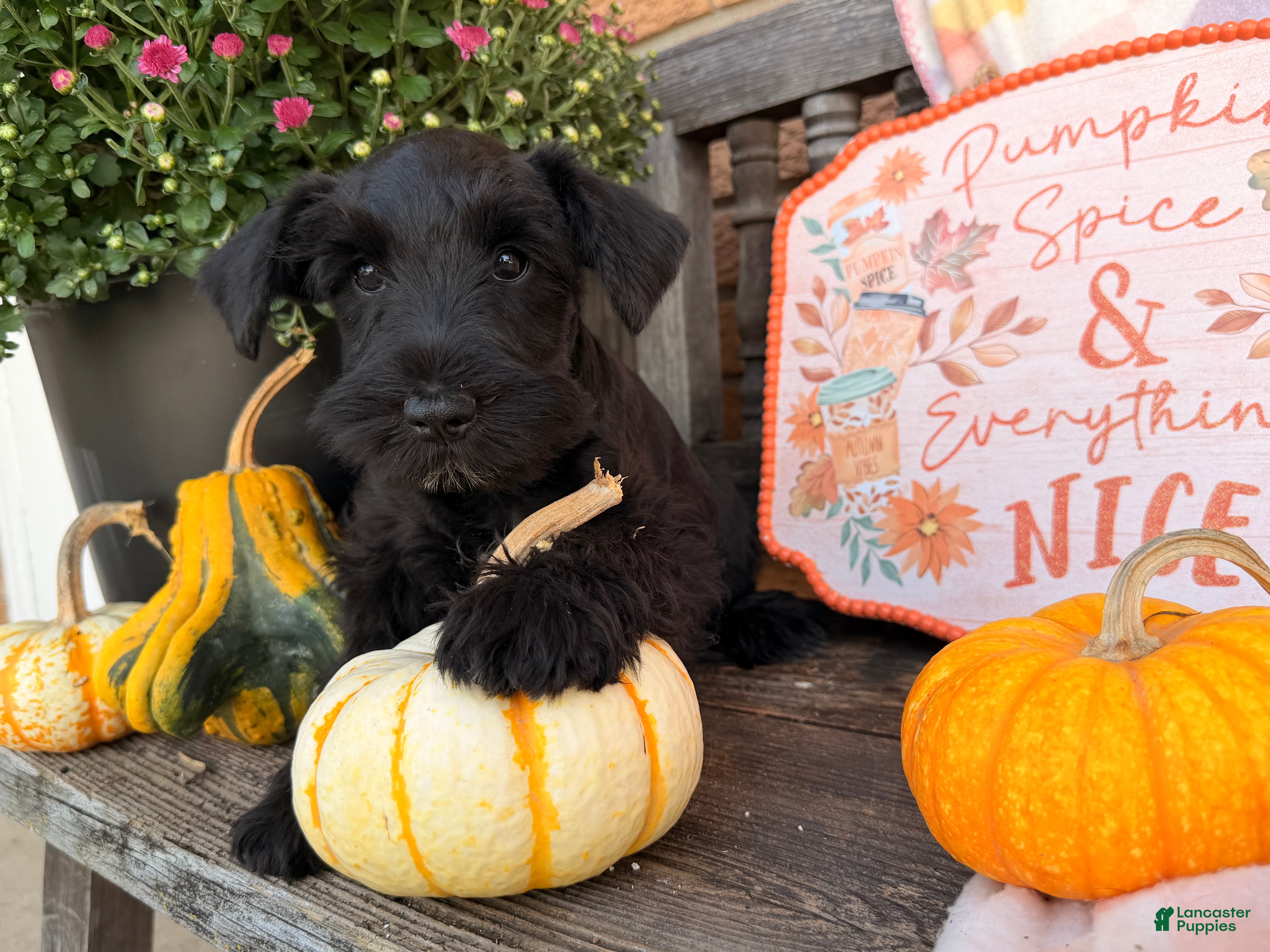 Miniature Schnauzer dogs Marley - Ad 1