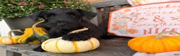 Miniature Schnauzer dogs for sale: Marley - Ad 1