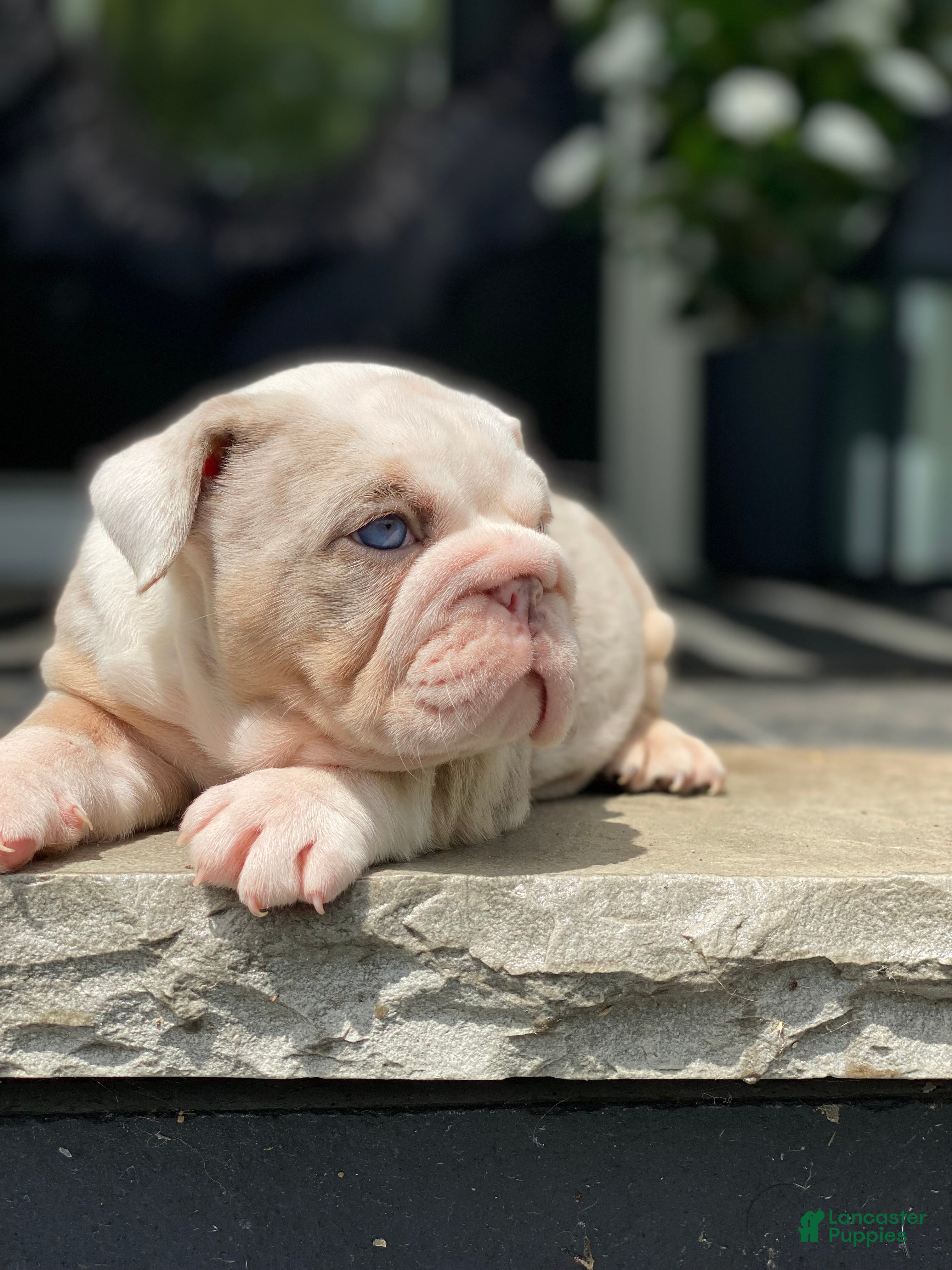 English Bulldog dogs Daisy - Ad 12