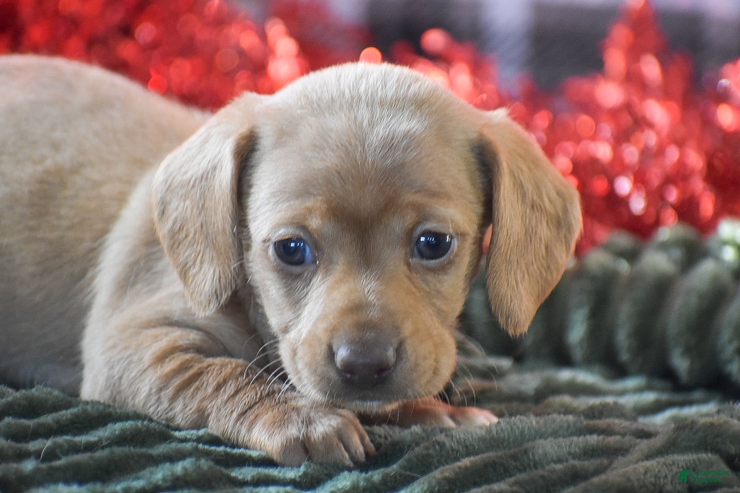 Dachshund dogs for sale: Cookie - Ad 3