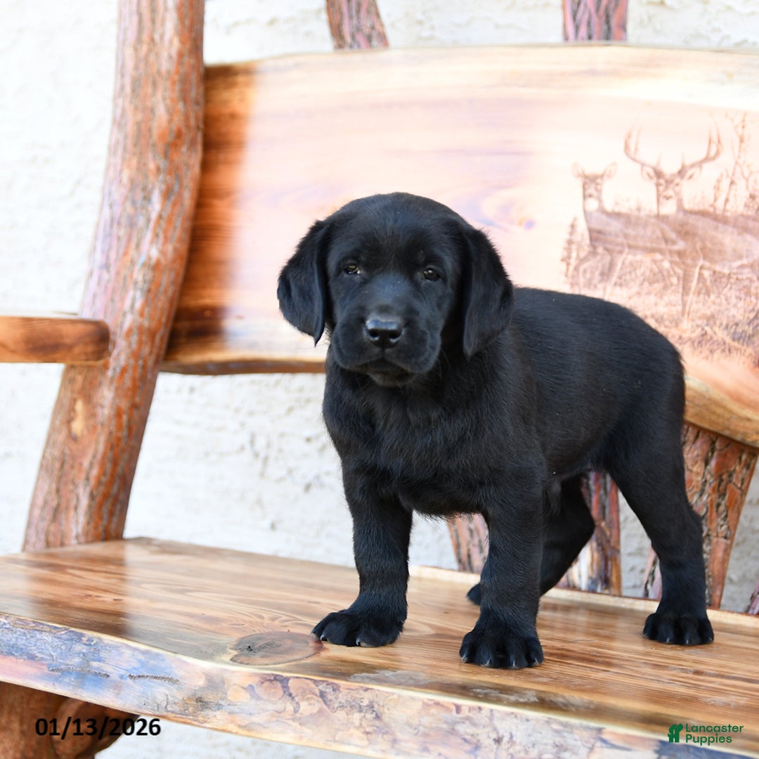 Labrador Retriever dogs for sale: Zootopia - Ad 1