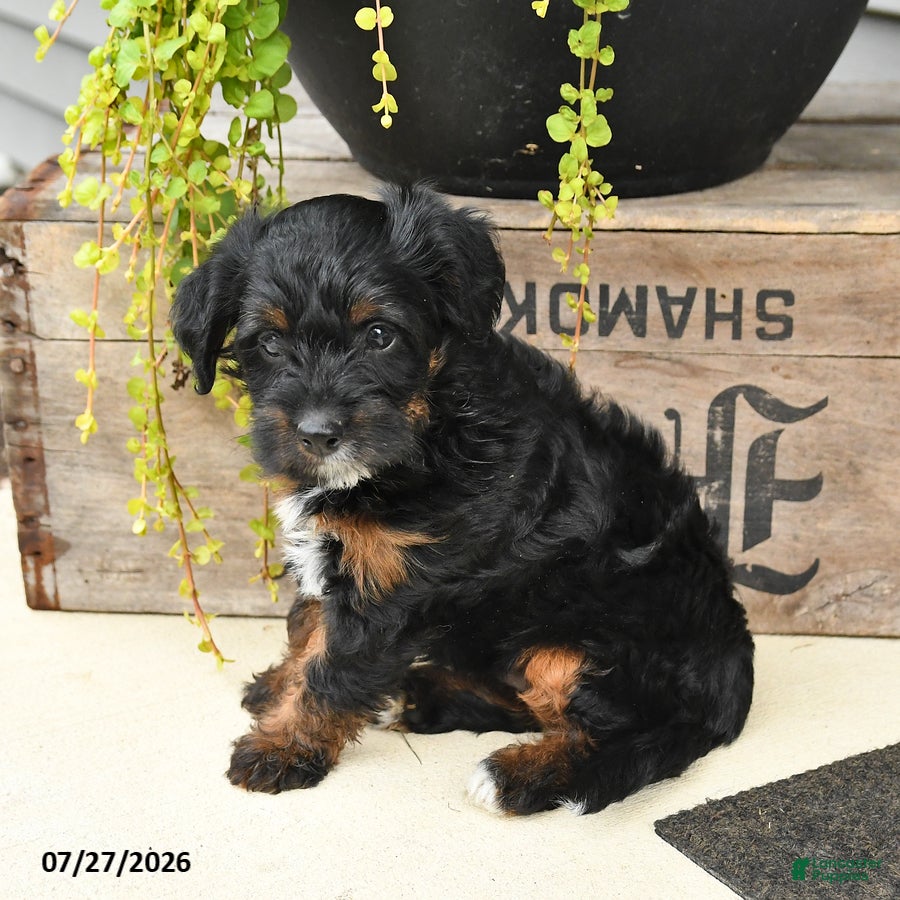 Jackapoo dogs Jenny - Ad 1