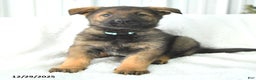 German Shepherd dogs for sale: Destiny - Ad 2