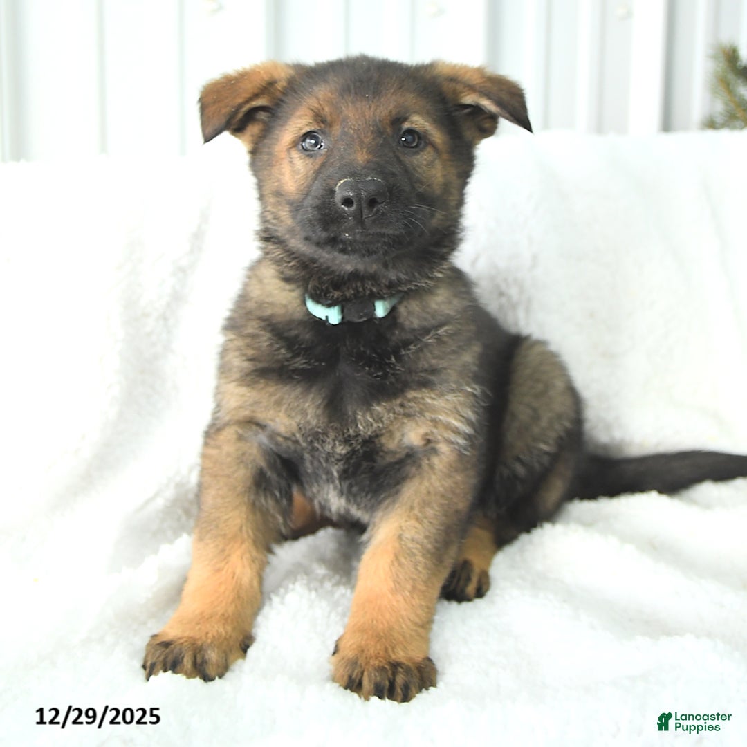 German Shepherd dogs for sale: Destiny - Ad 2