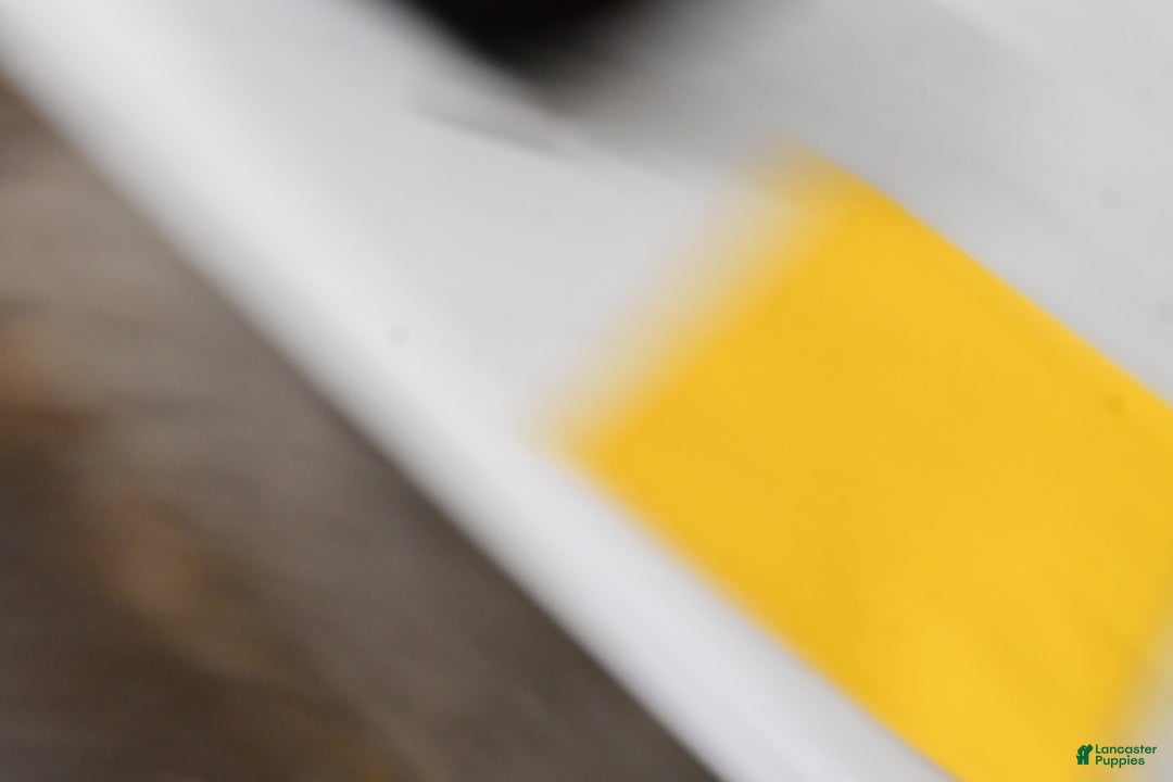 Miniature Poodle dogs for sale: Falcon - Ad 12