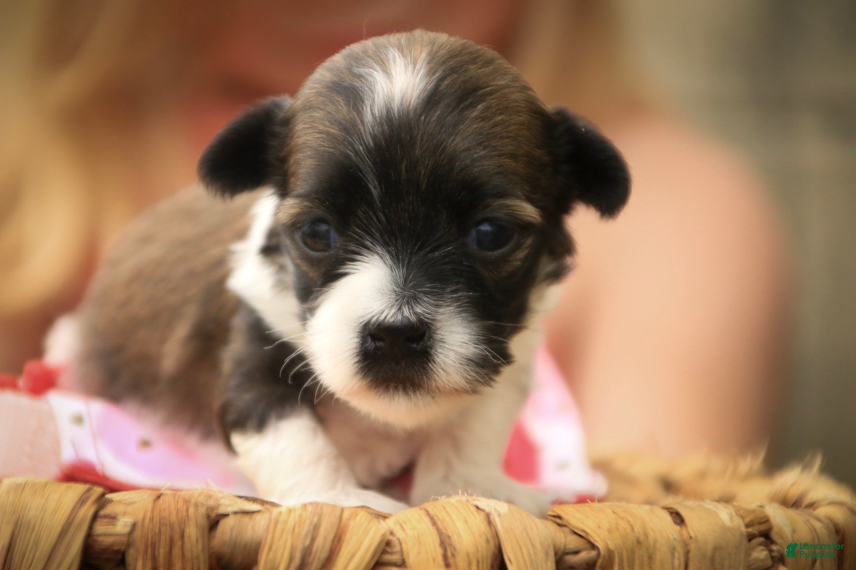 Havanese dogs Iris Havanese  - Ad 2