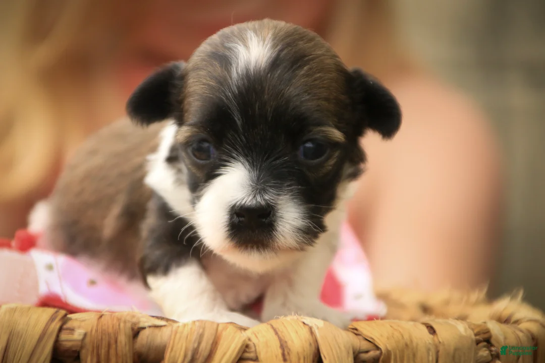 Havanese dogs for sale: Iris Havanese  - Ad 2