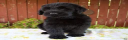 Giant Schnauzer dogs for sale: Rhonda - Ad 4