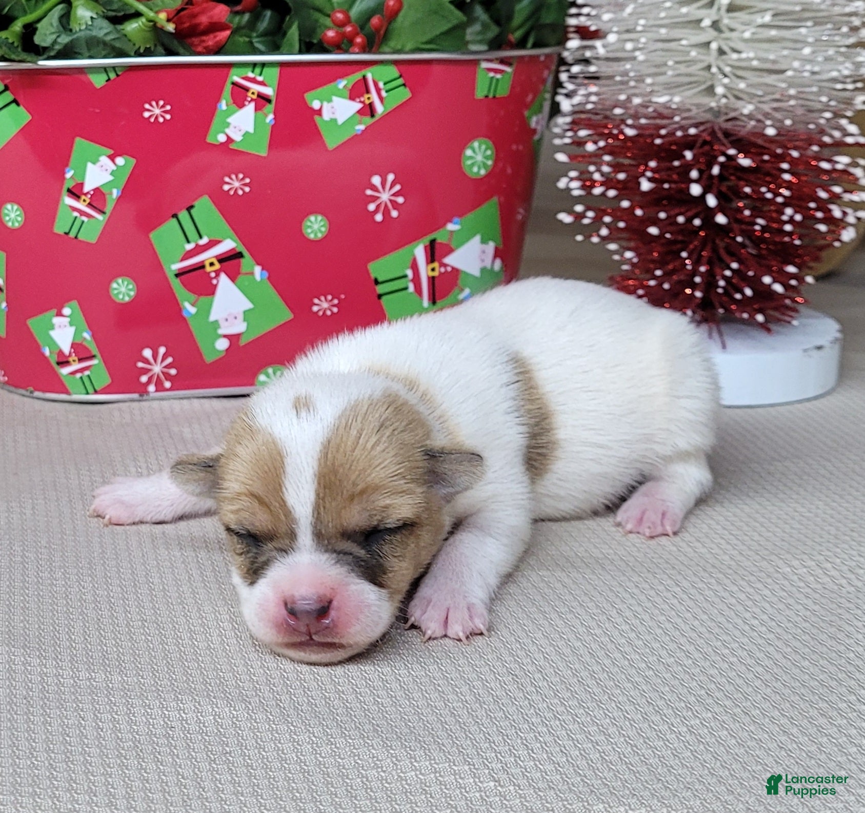 Jack Russell Terrier dogs Westfork's TANG - Ad 7