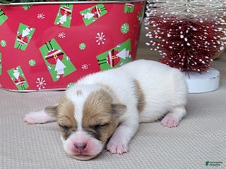 Jack Russell Terrier dogs Westfork's TANG - Ad 3