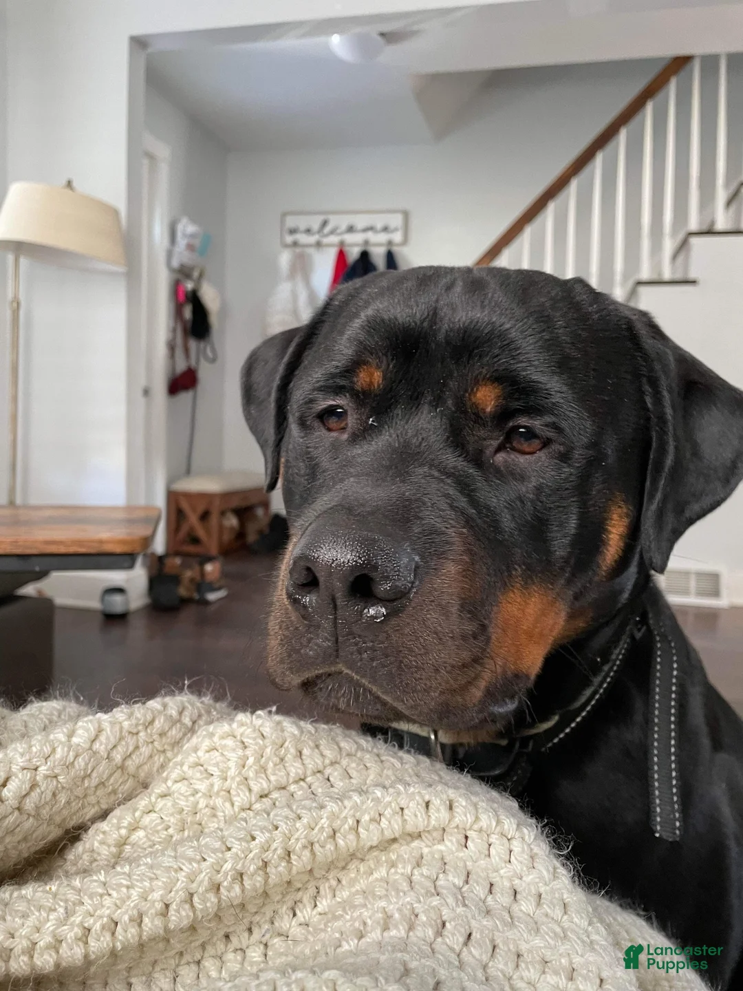 Mixed Breed dogs for sale: Mixed Breed 1 - Ad 8