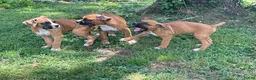 Boxer dogs for sale: Colt - Ad 5