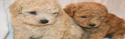 Toy Poodle dogs for sale: Toy Poodle 2 - Ad 6