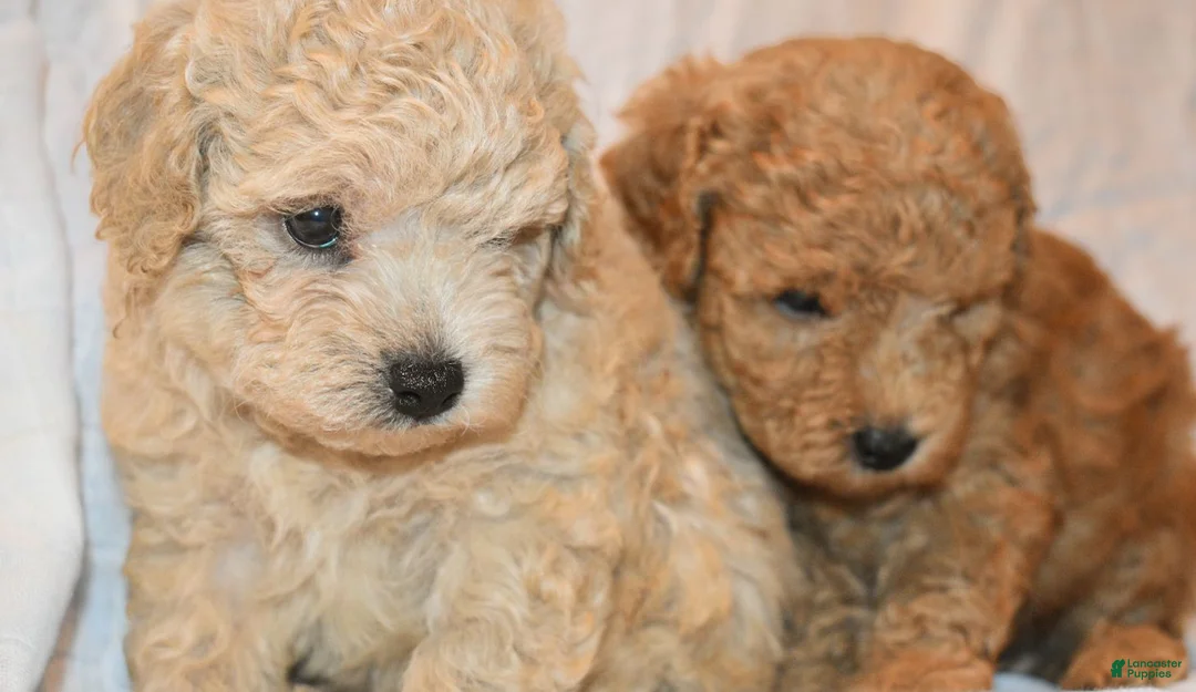 Toy Poodle dogs for sale: Toy Poodle 2 - Ad 6