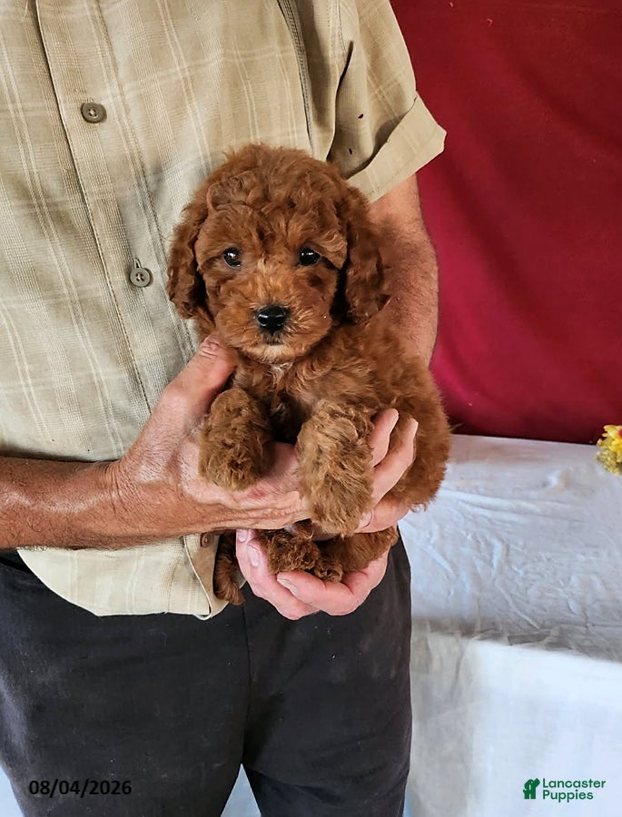Cavapoo dogs Timmy - Ad 2