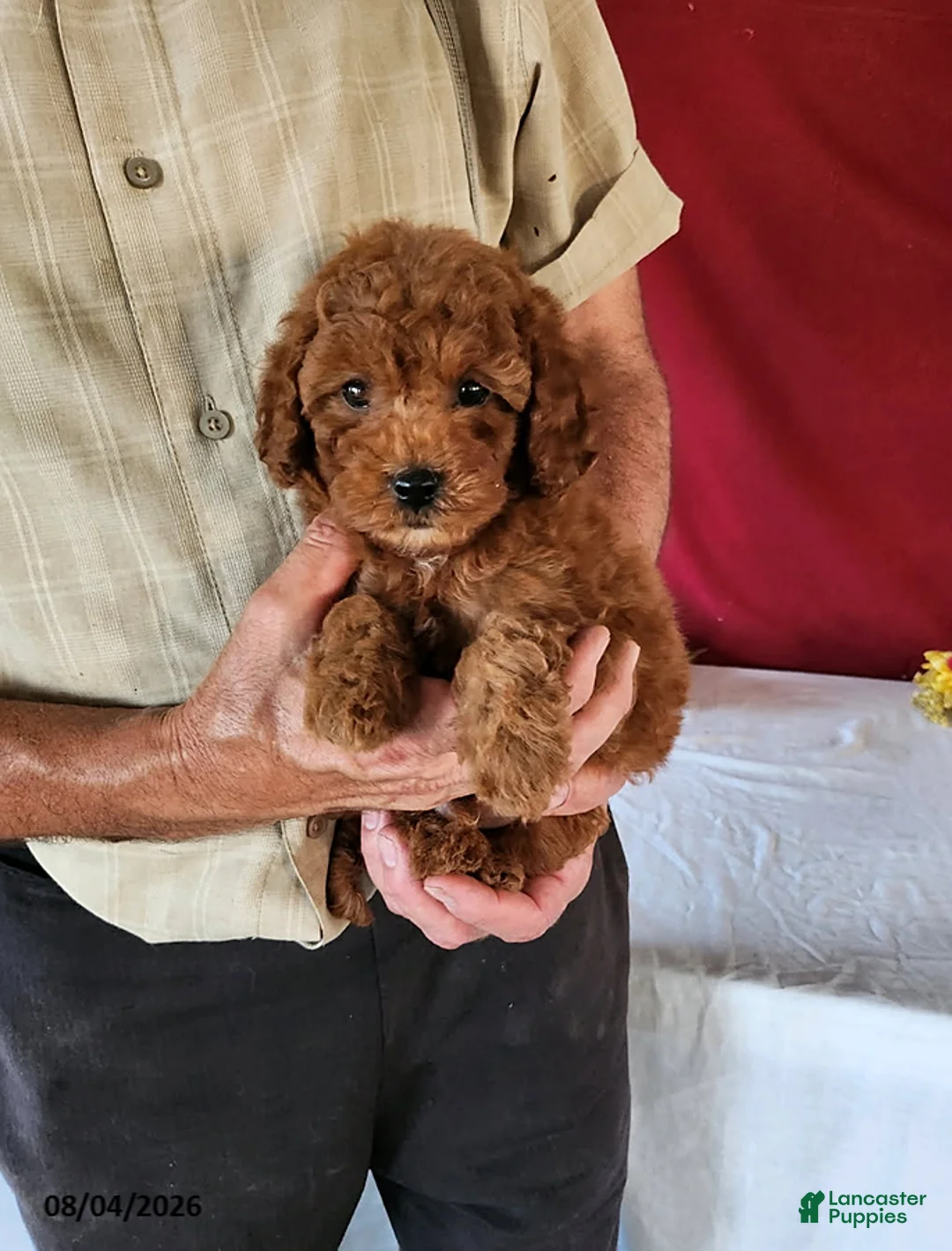 Cavapoo dogs for sale: Timmy - Ad 2