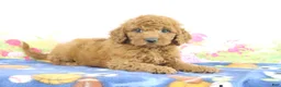 Mini Goldendoodle dogs for sale: Flurry - Ad 3