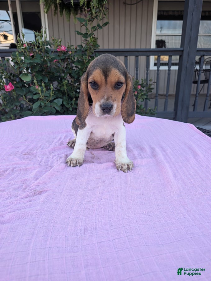 Beagle dogs Jackie - Ad 1