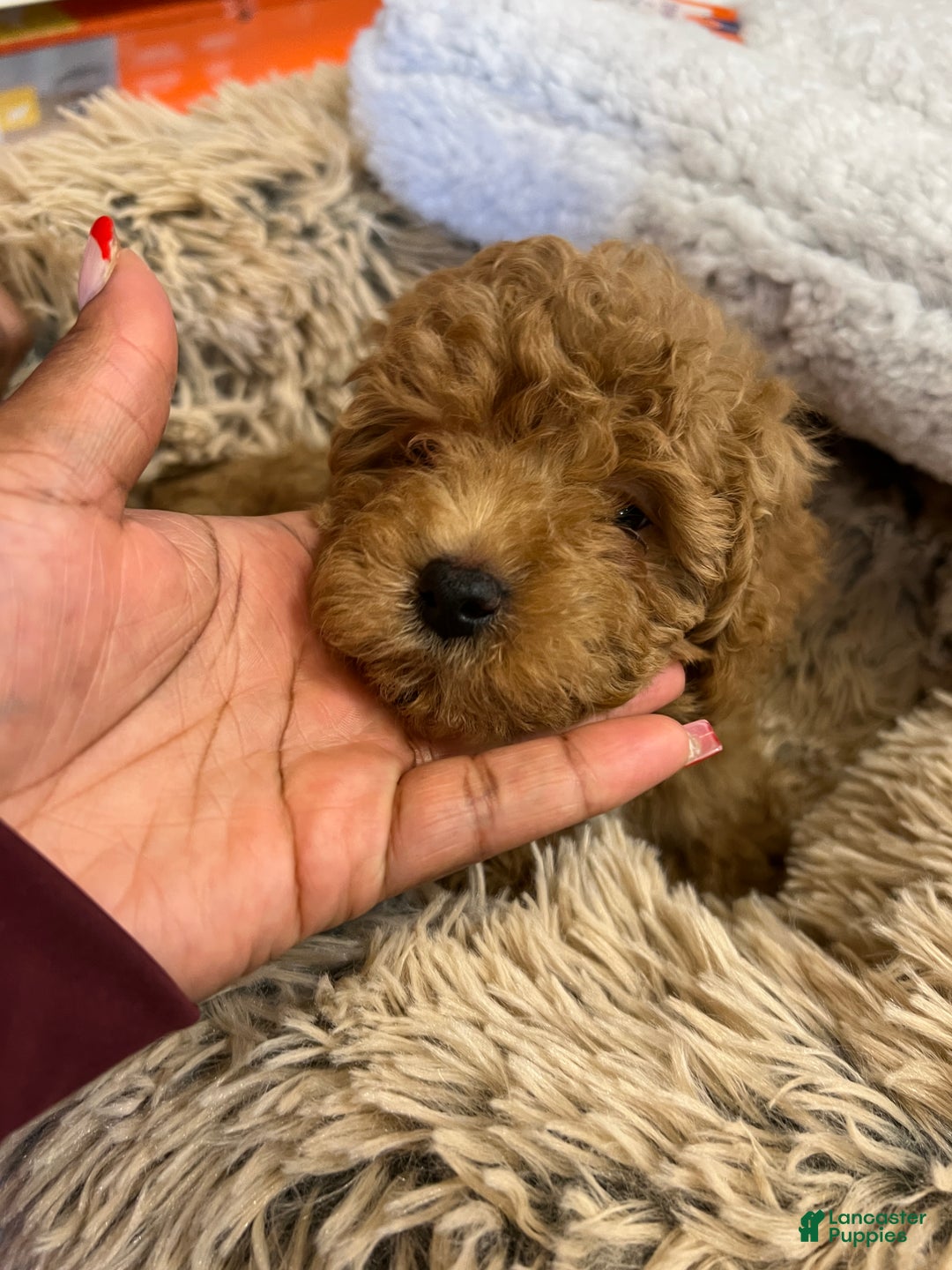 Maltipoo dogs for sale: Maltipoo Puppy 1 - Ad 3