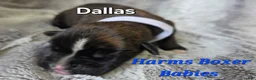 Boxer dogs for sale: Dallas - Ad 3