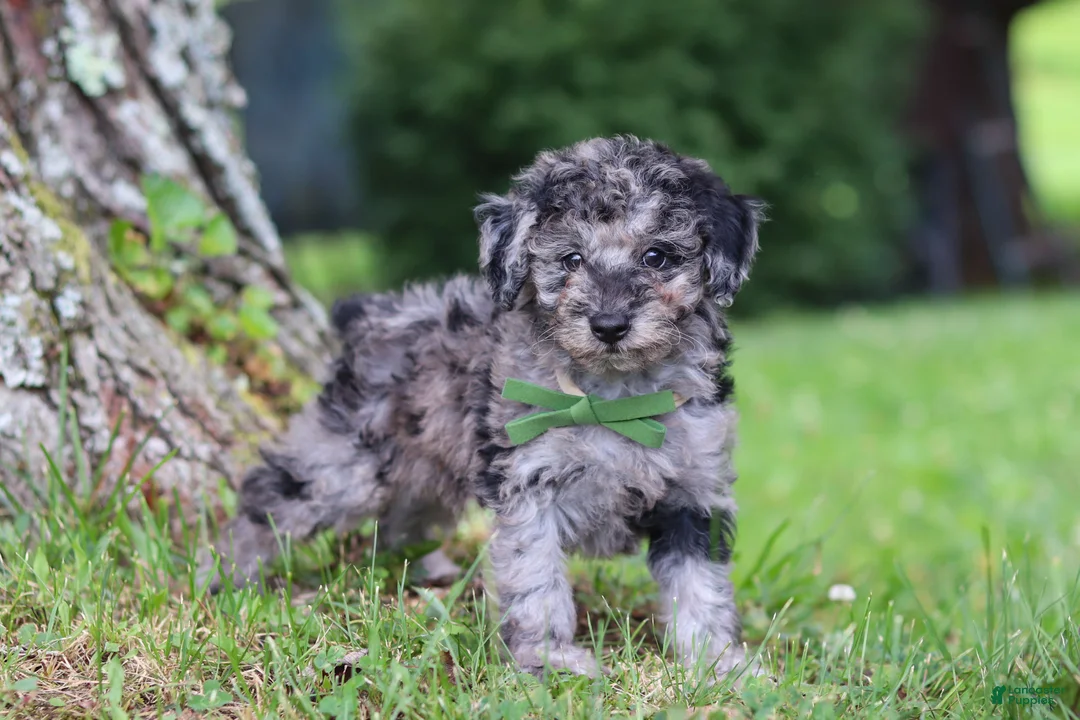 Miniature Poodle dogs for sale: Dustin - Ad 2