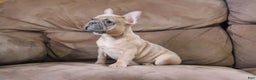 French Bulldog dogs for sale: Sugarplum - Ad 1