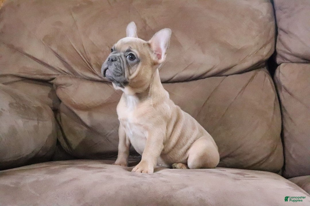 French Bulldog dogs for sale: Sugarplum - Ad 1