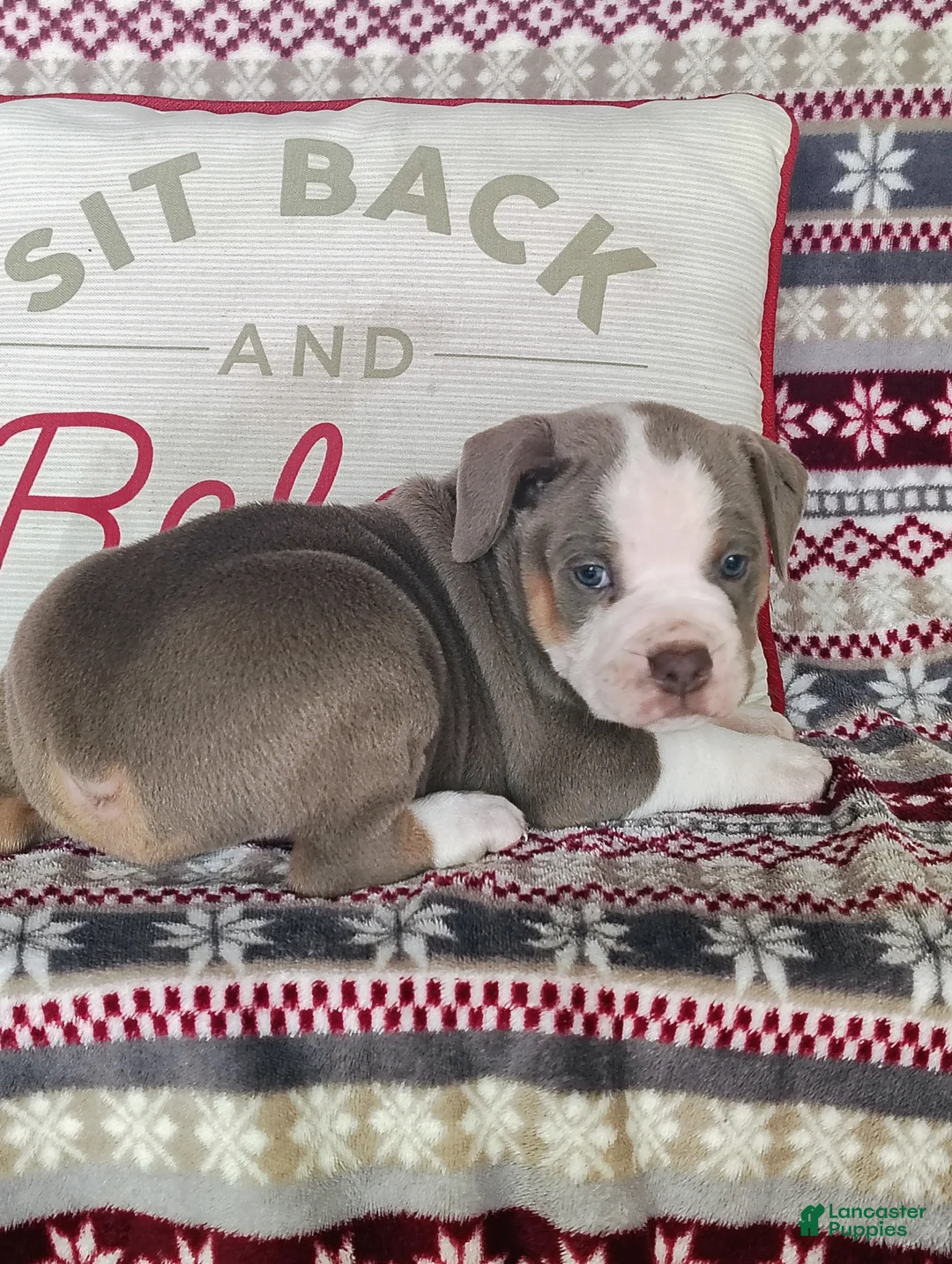 Olde English Bulldogge dogs for sale: Duke - Ad 2