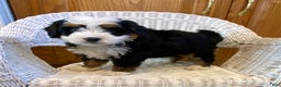 Mini Bernedoodle dogs for sale: Simba - Ad 1