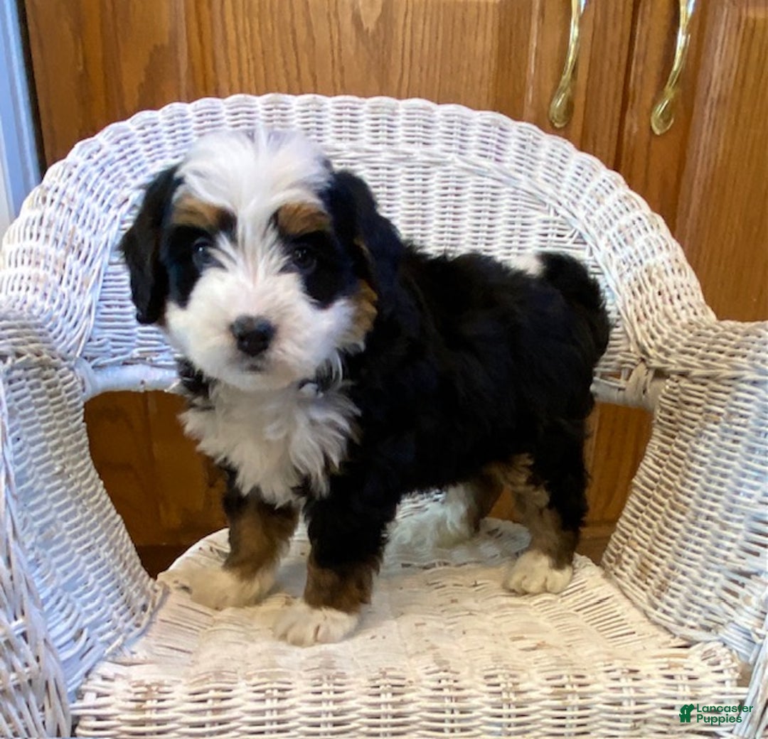 Mini Bernedoodle dogs for sale: Simba - Ad 1