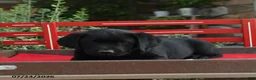 Labrador Retriever dogs for sale: Blossom - Ad 4
