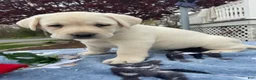 Labrador Retriever dogs for sale: Ivory - Ad 2