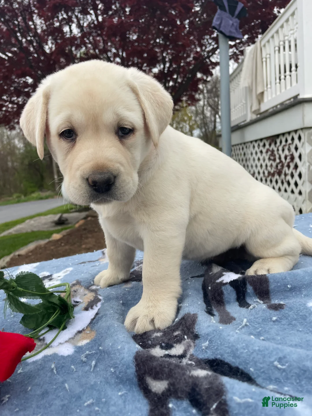Labrador Retriever dogs for sale: Ivory - Ad 2