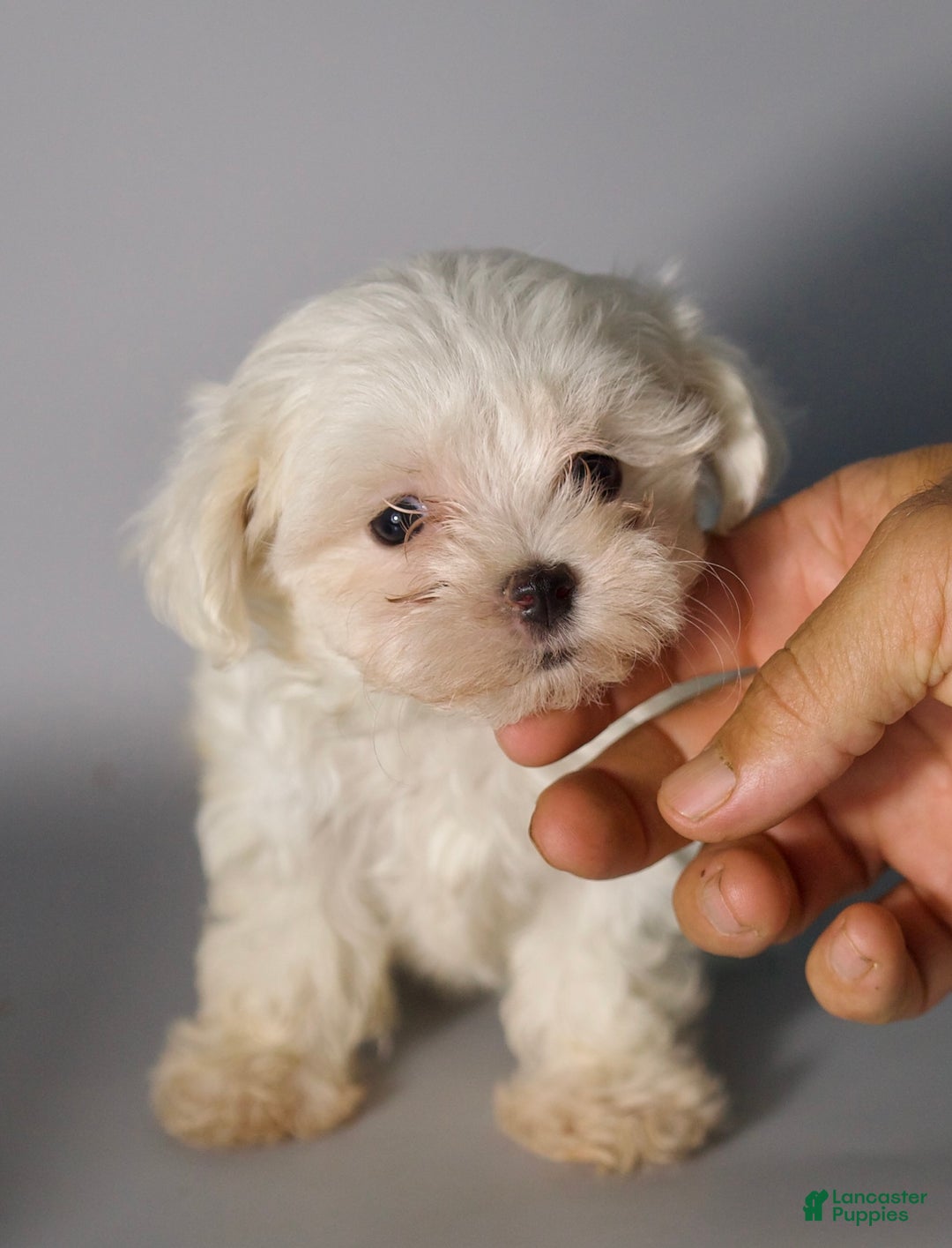 Maltese dogs for sale: Maltese Puppy 2 - Ad 2