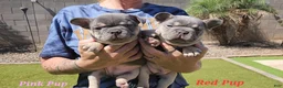 French Bulldog dogs for sale: French Bulldog Purple Pup - Ad 12