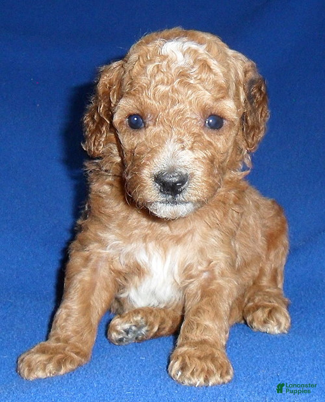 Cockapoo dogs for sale: Bentley - Ad 3