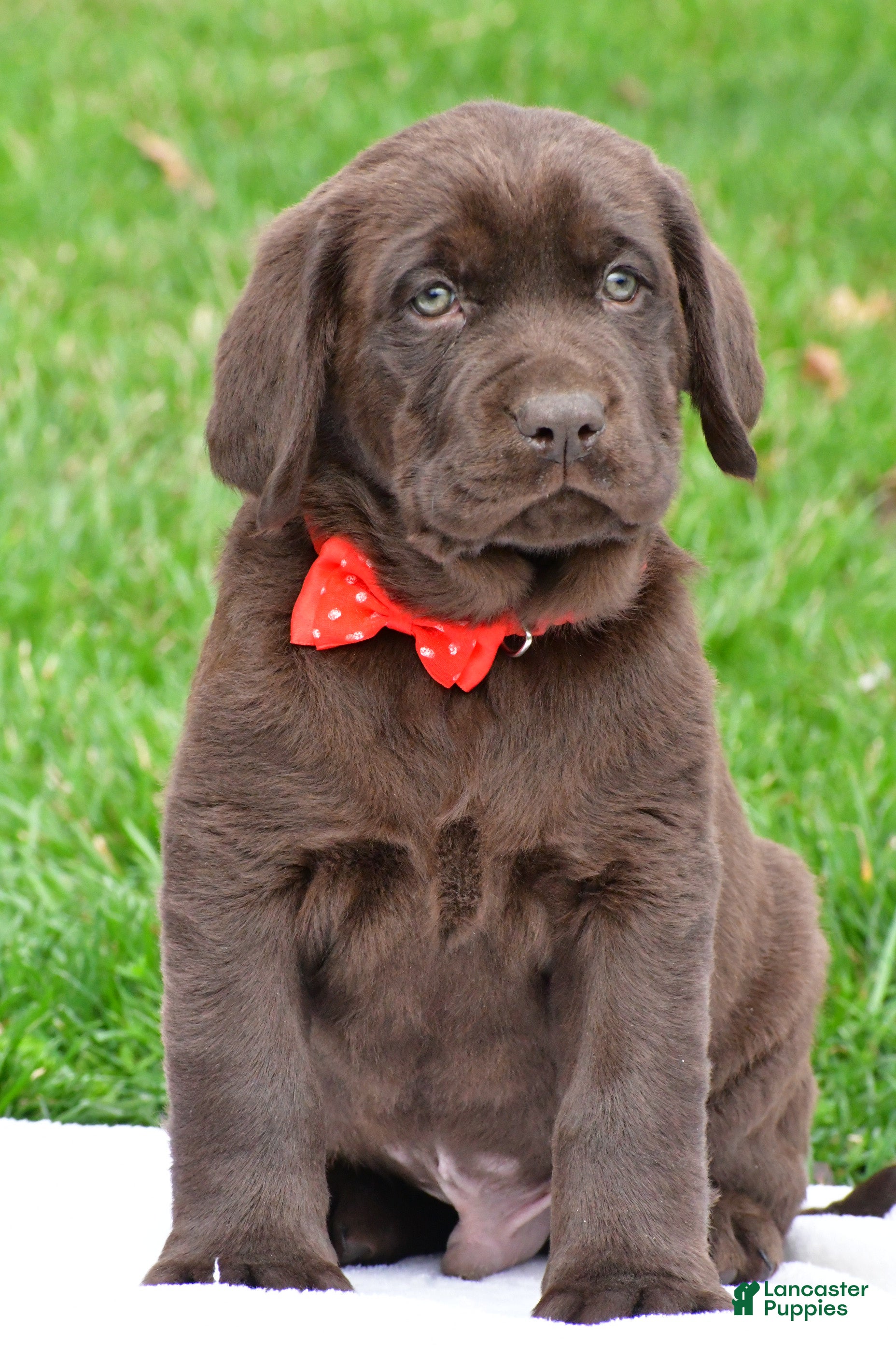 Labrador Retriever dogs Bingo - Ad 1