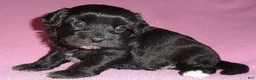 Shihpoo dogs for sale: Cinders - Ad 1