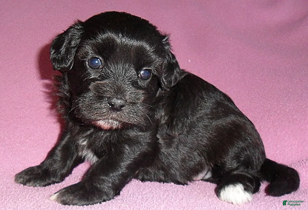 Shihpoo dogs for sale: Cinders - Ad 1