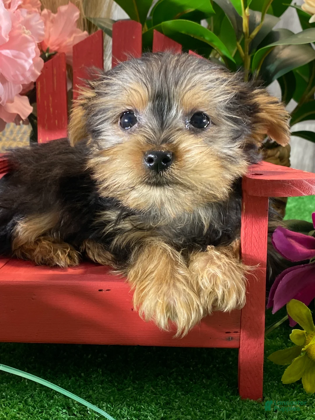 Yorkshire Terrier dogs for sale: Yogi  - Ad 6