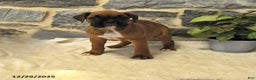 Boxer dogs for sale: Ceaser - Ad 1
