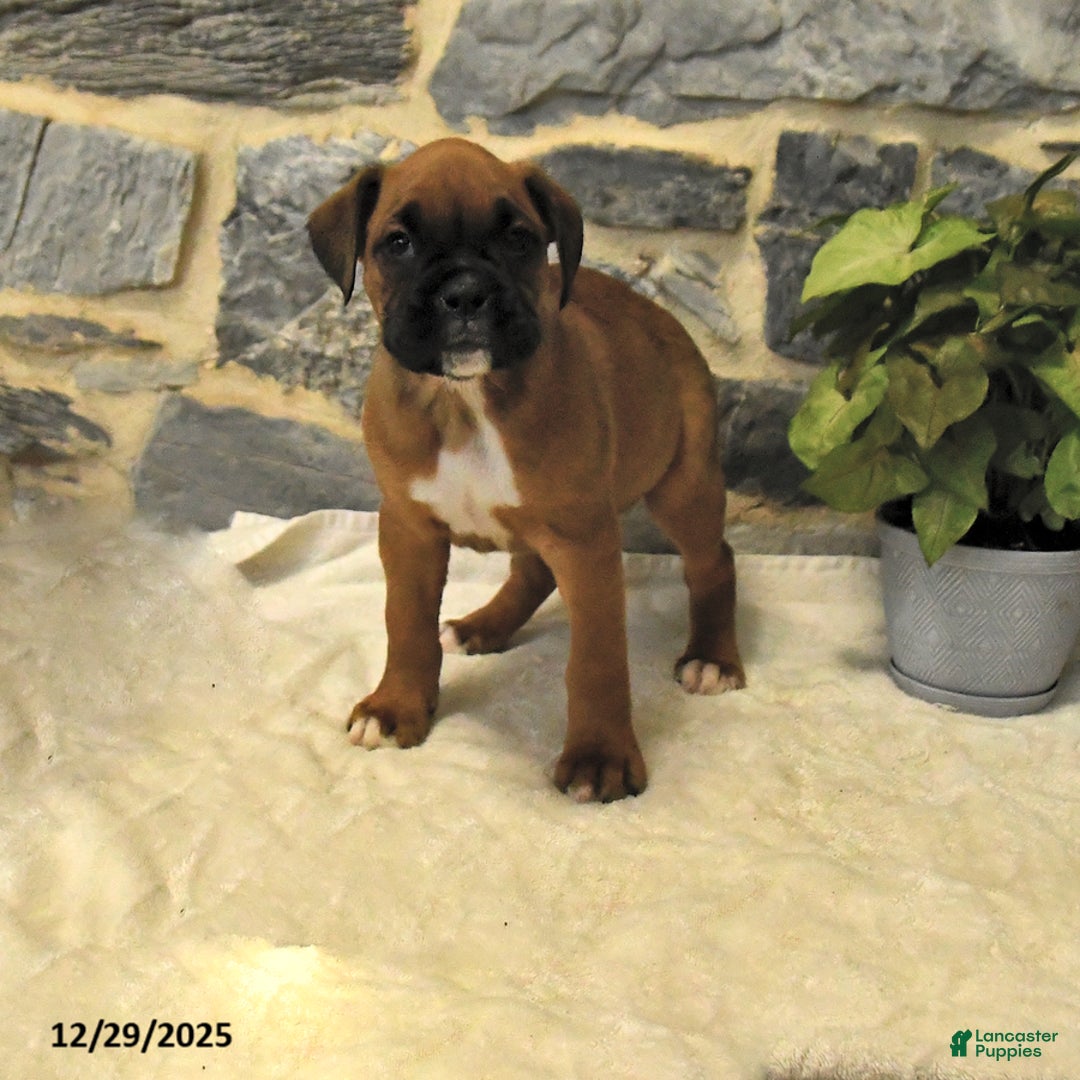 Boxer dogs for sale: Ceaser - Ad 1