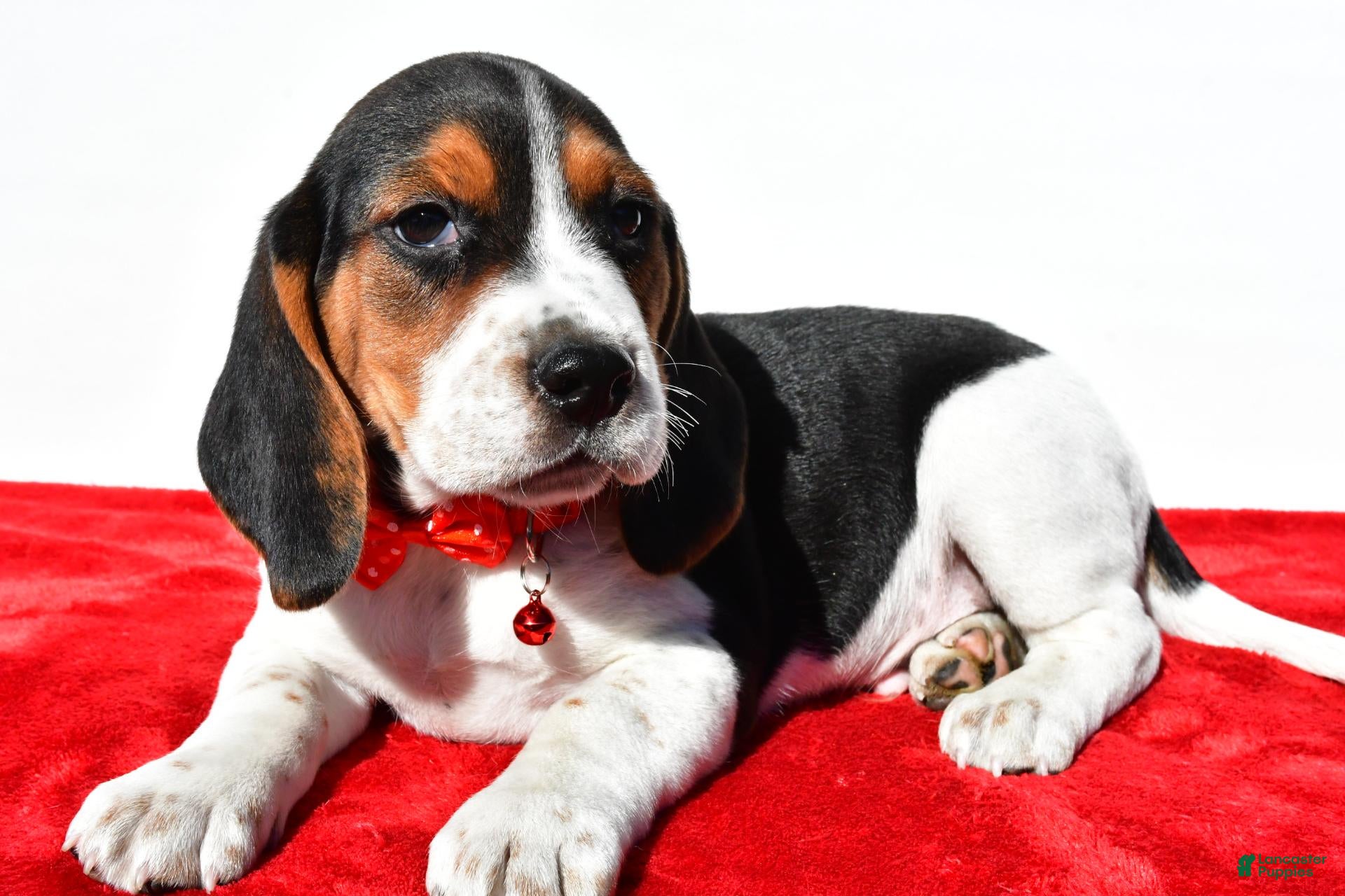 Beagle dogs for sale: Mike - Ad 2