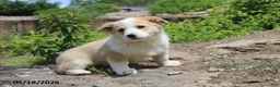Mixed Breed dogs for sale: Ollie - Ad 3