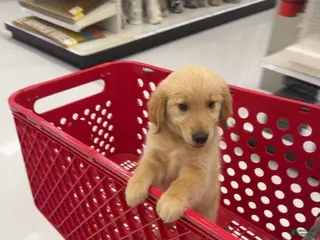 Golden Retriever dogs carhartt - Ad 26