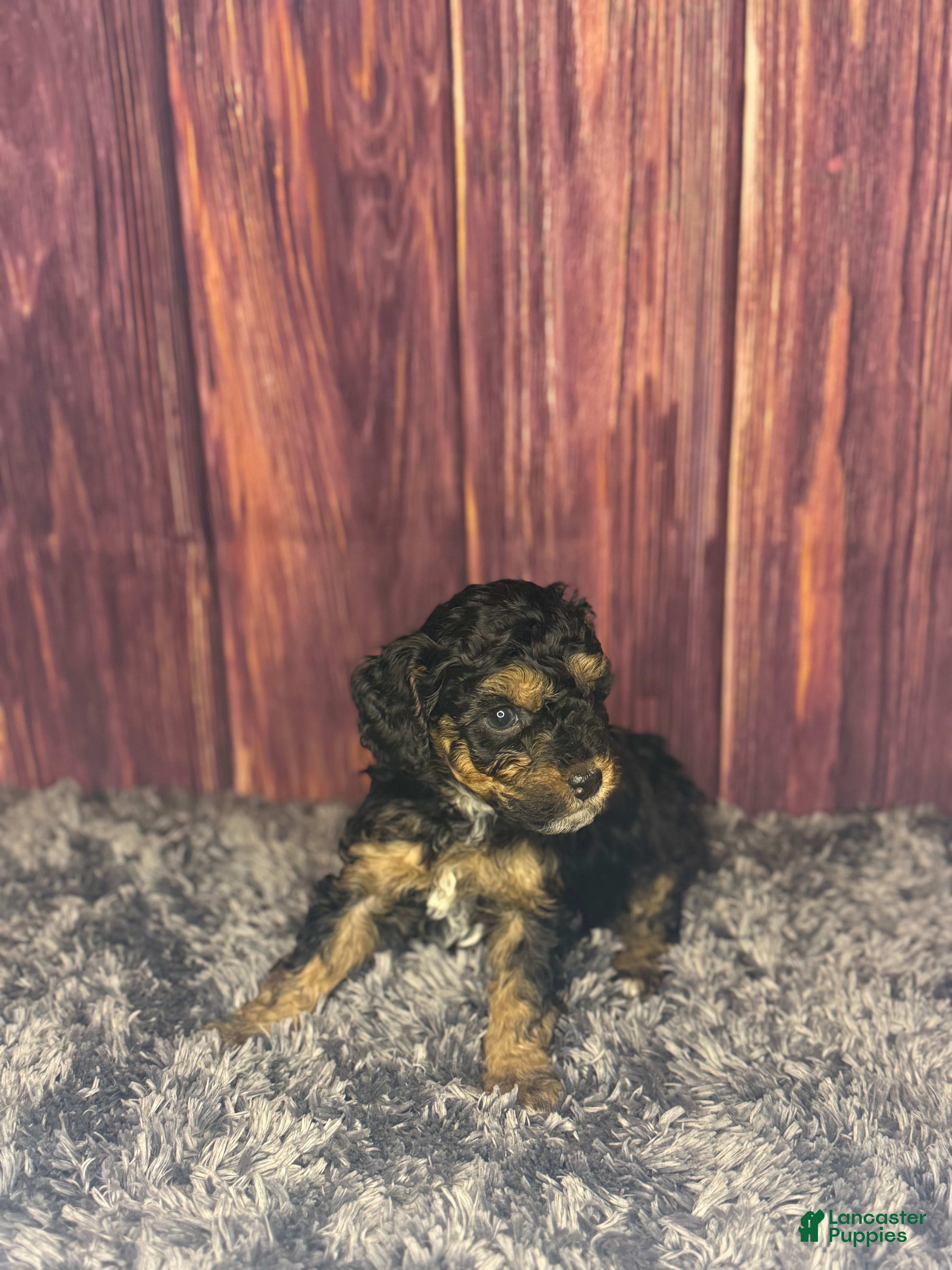 Miniature Poodle dogs Marie - Ad 2