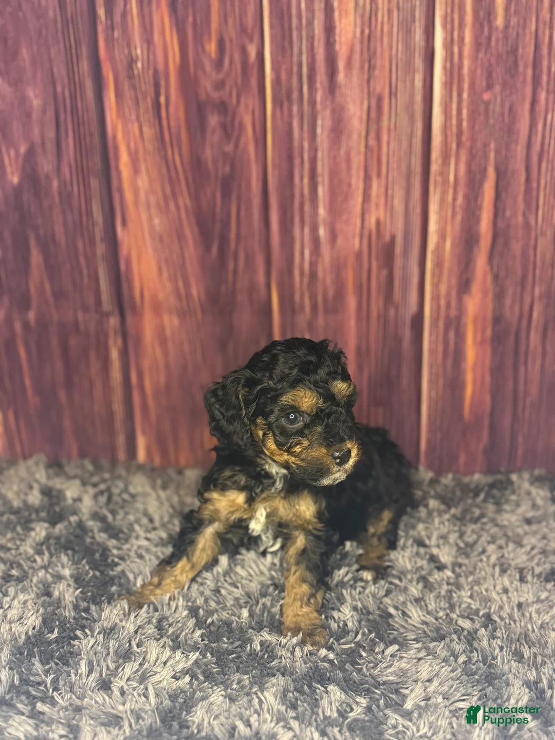 Miniature Poodle dogs for sale: Marie - Ad 2