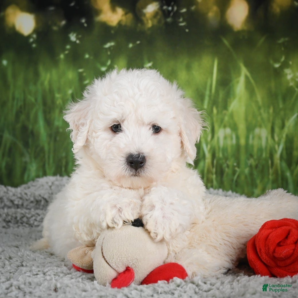 Bichon Frise dogs Oscar - Ad 1